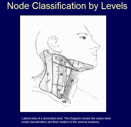 II Internal jugular (deep cervical) chain from the base of the skull to the inferior border of